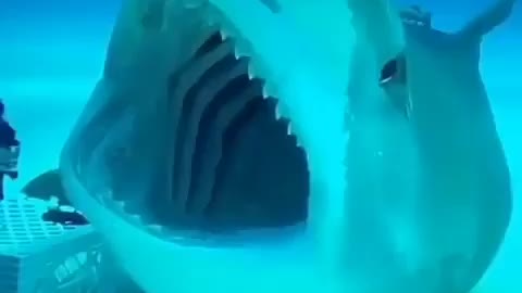 This is a beautiful and charming water-dwelling species