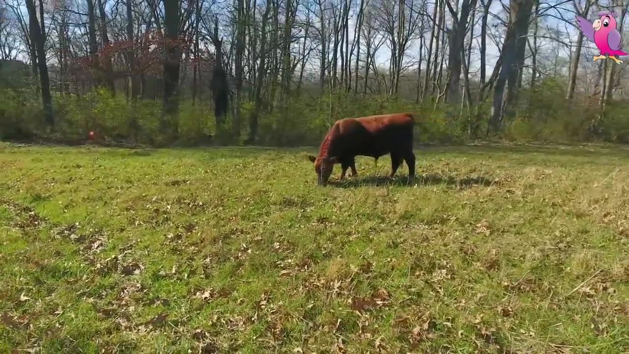 COW VIDEO 🐮🐄 COWS MOOING AND GRAZING IN A FIELD 🐄🐮