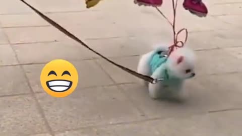 Pets Lovers