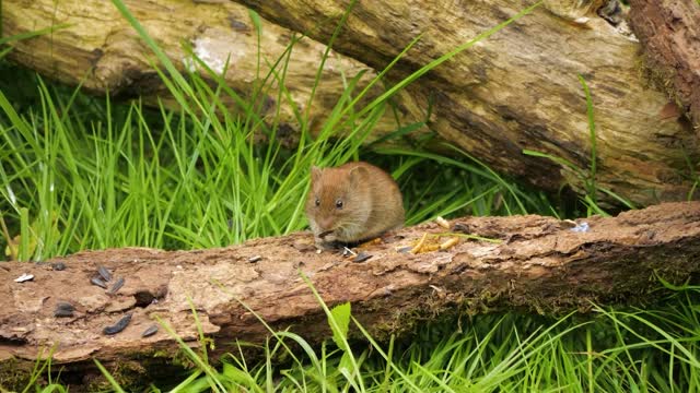 Mouse hamster grows