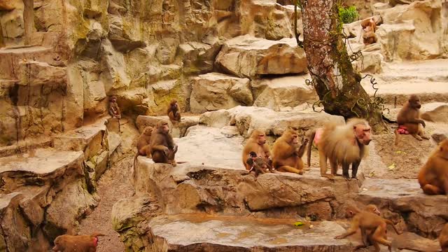 singe catarhinien de la famille des cercopithécidés.