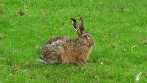 Hare Animal Mammal Wildlife Ear Head Eye