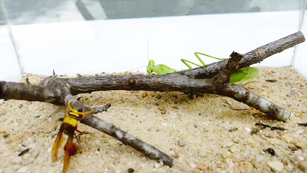 Deadly PRAYING MANTIS vs HORNET and WASP BRUTAL FIGHT - Insect Stories-2