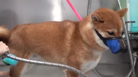 Crazy Shiba Inu won battle against groomer