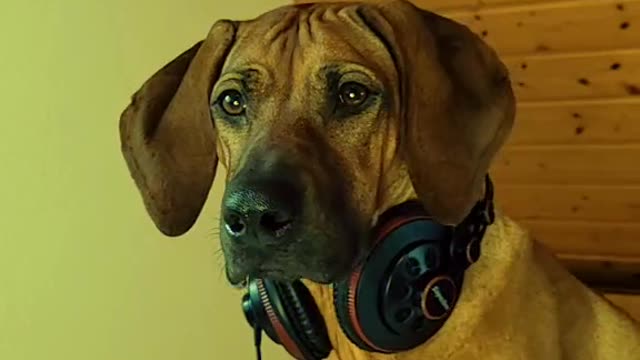 My dog is a dj