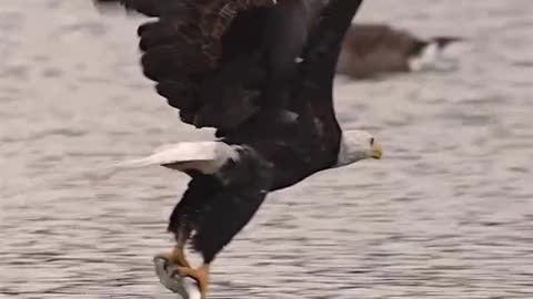 Fish hunted by Eagle 🦅
