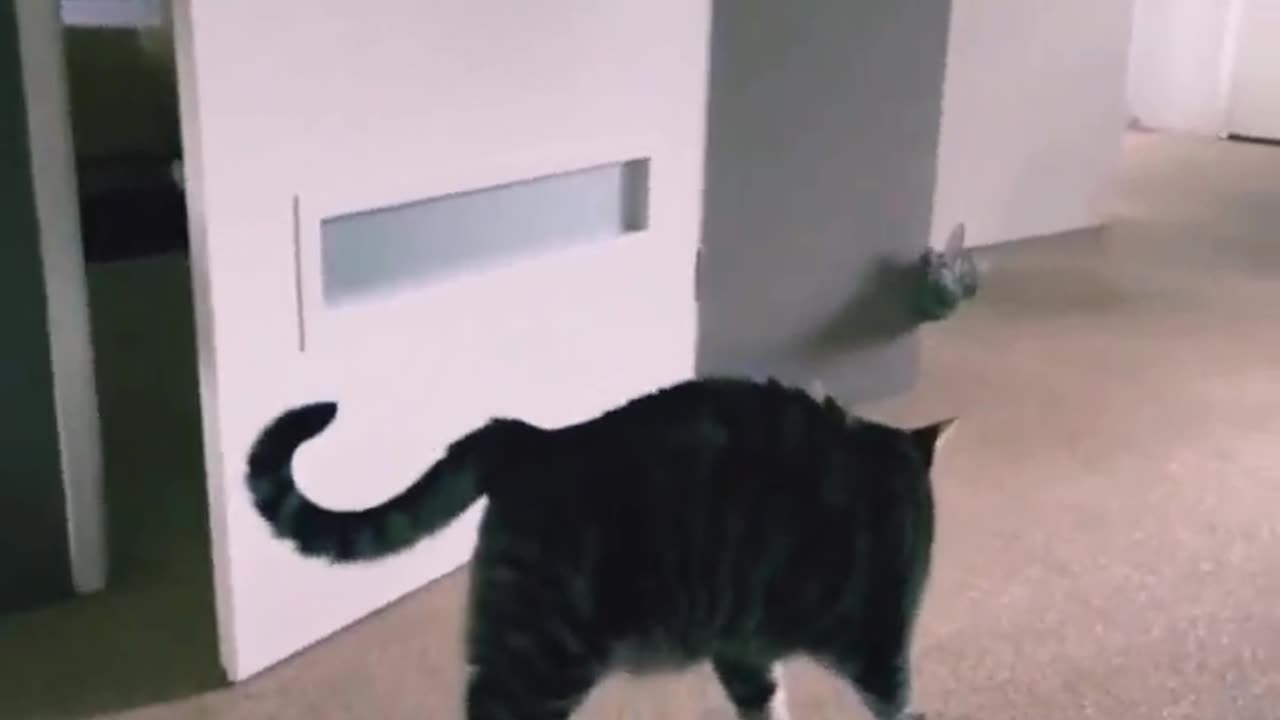 Funny cat video viral cat funny video 😂 cat funny moments