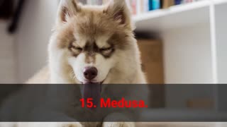 The Top 50 BadAss Female Dog Names!