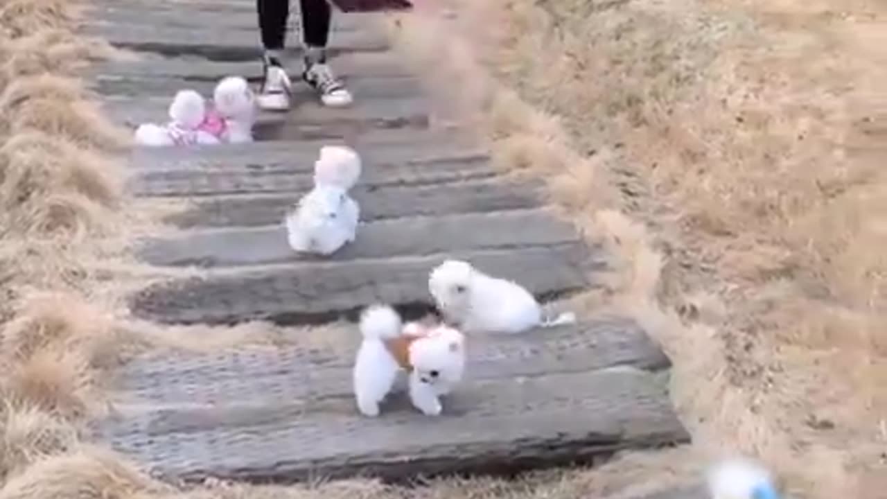 Funny Corgis