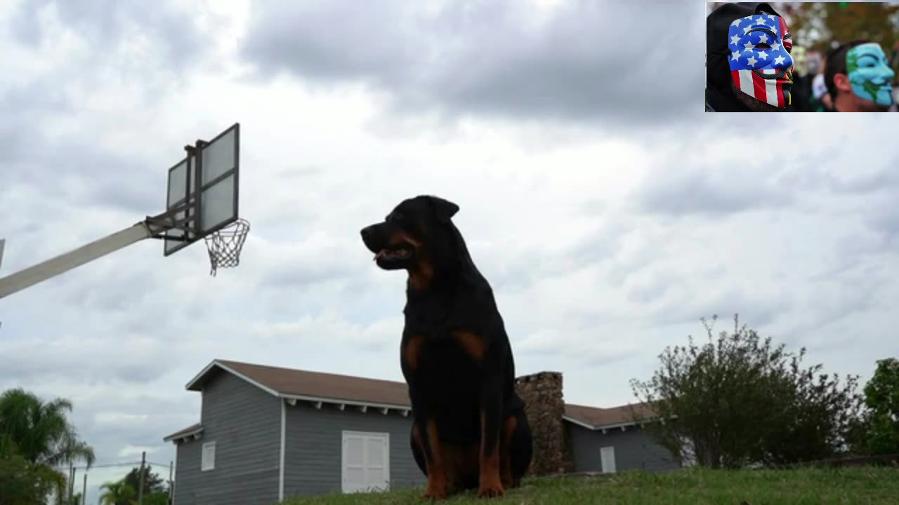 Dog Evolution - Rottweilers - From Working Dogs to Health Crisis