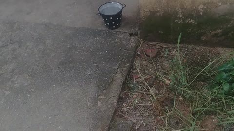 When your dog knows time to walk