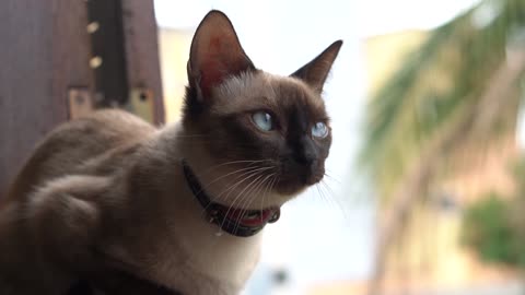 White Eyes Cat Looking Outside From Window