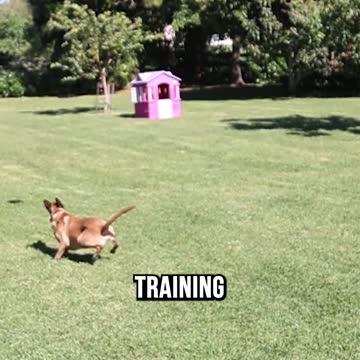 Top 3 Medium Dog Breeds We DON'T Recommend