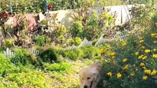 Welcome to the show: a little golden retriever fighting two big white geese!