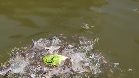 Rotten lettuce attacked.