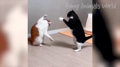 Funny Animal Videos 2023 😅 - Funniest Dogs and Cats Videos 🥰#rumble