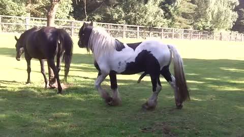 Colt gets a good kick for trying to cover / mate with a mare