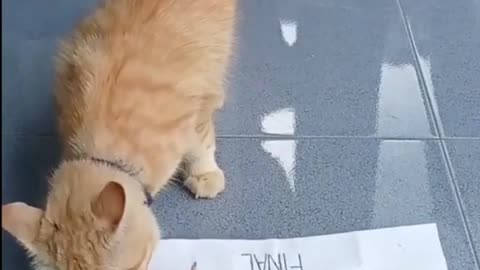 This is a beautiful and charming water-dwelling species