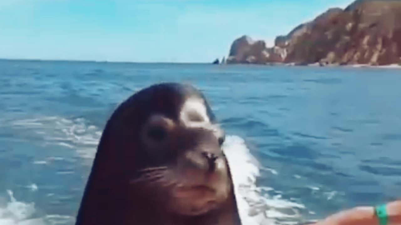 Funny Video of Fishes and Sea Lion | Sea lion taking fish from humans | Top funny Videos | Sea Video