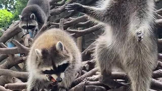 raccoons