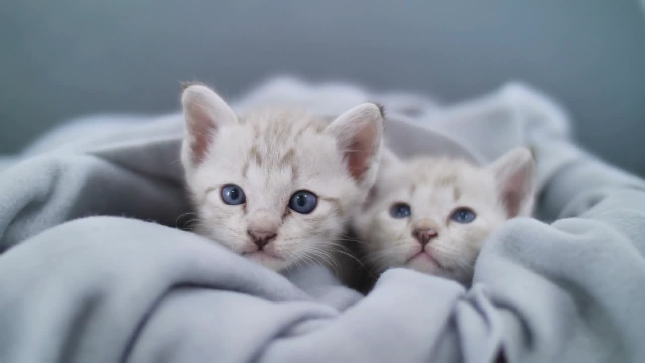 Lovely tabby kitten playing under the sheet