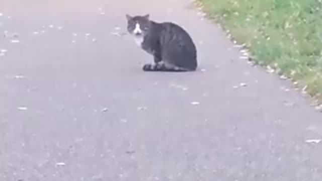 did this cat just say "hello"