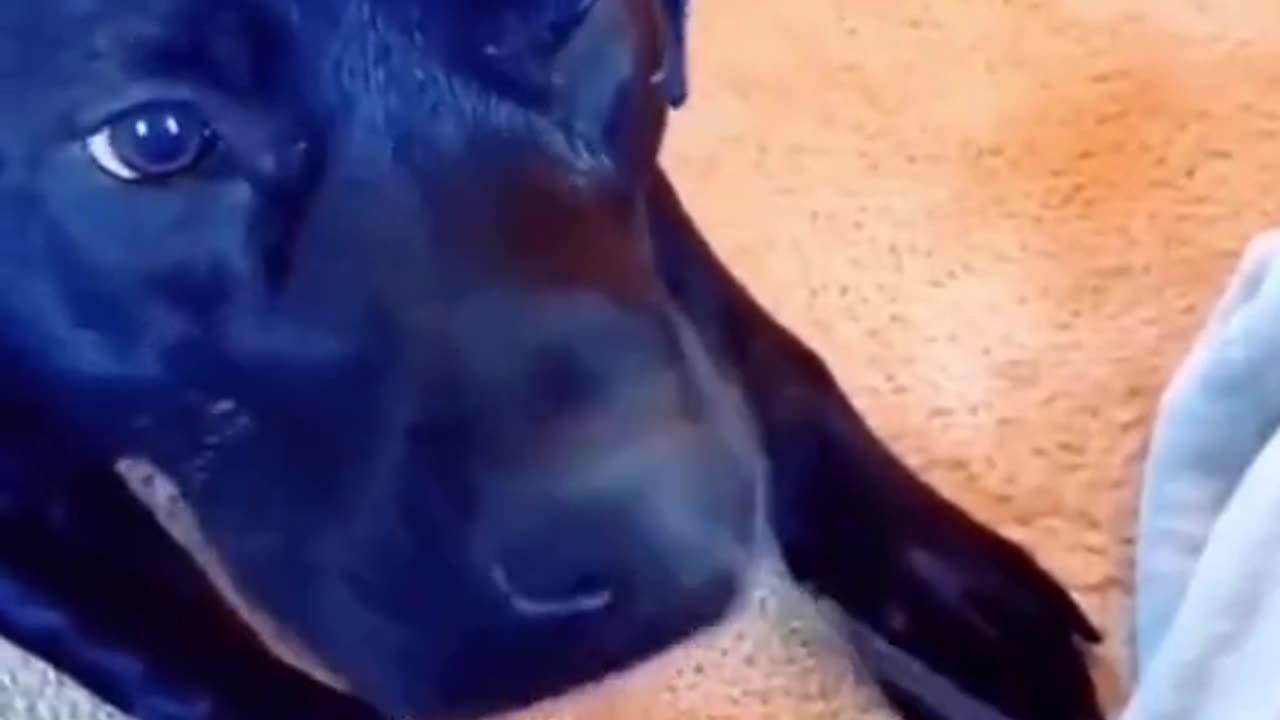 Try Not To Laugh Dog Edition 😂😂