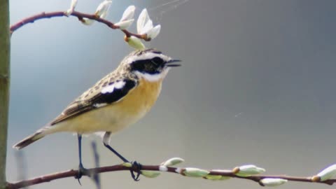 Whinchat