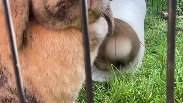 Fluffy Rabbit's Reverse Out of Tube