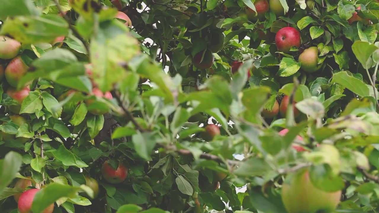 Apple 🍎