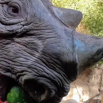 Majestic Rhino Cooling off in the River: A Wildlife Adventure
