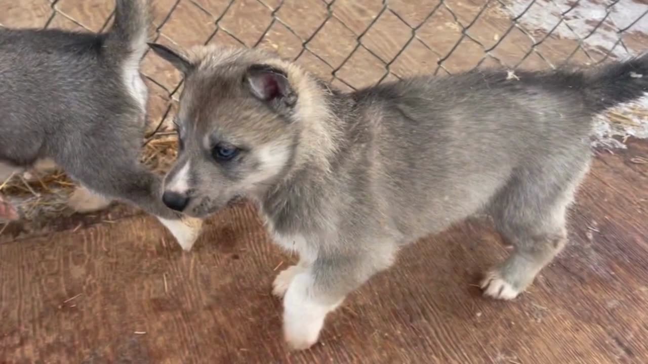 Siberian Husky Puppies Play, Cry, Eat, Snuggle & Wrestle//Husky Puppies Cute & Funny Video