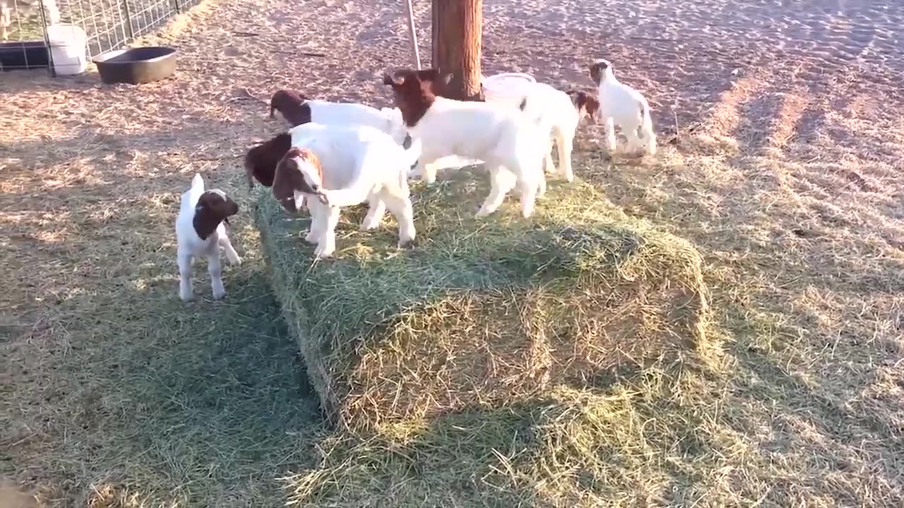 Beautiful Goats