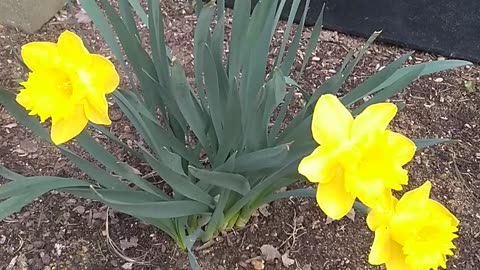 Daffodils