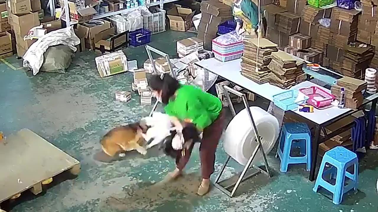 Funny Cat