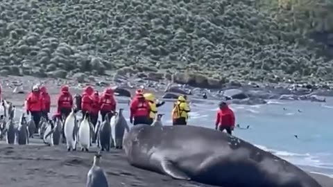 The Godzilla of seals