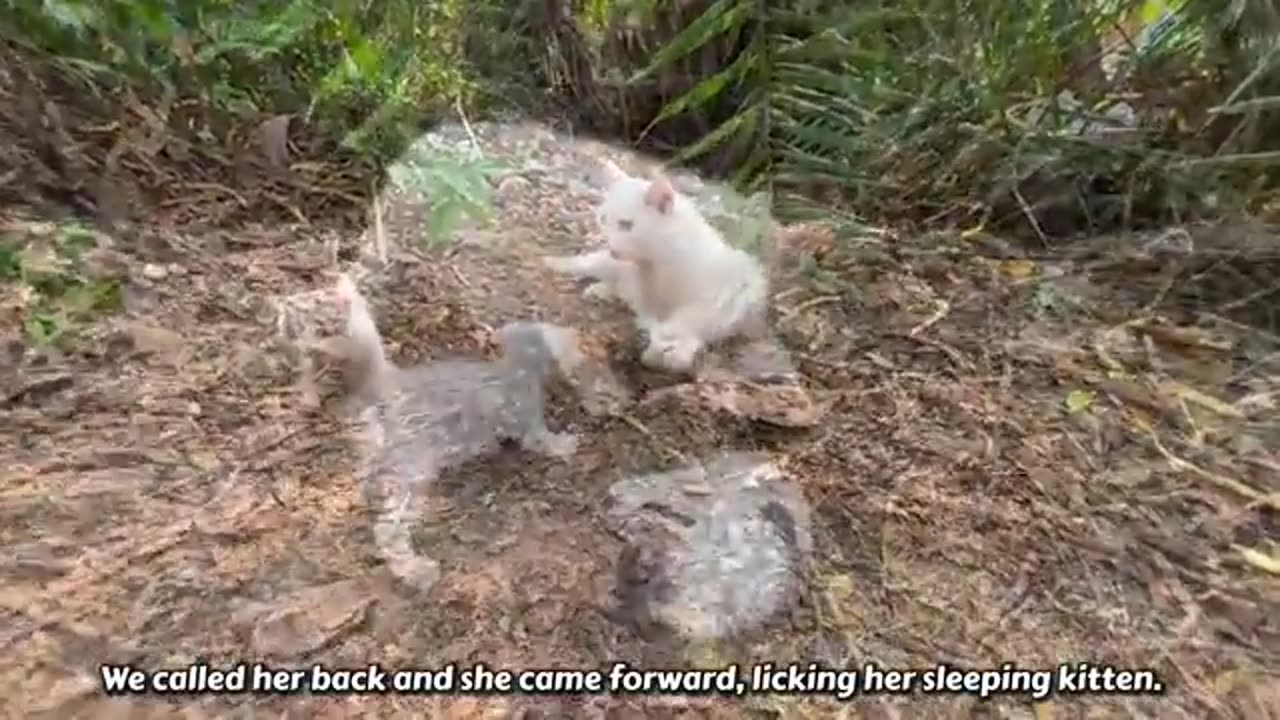 mother cats with fun