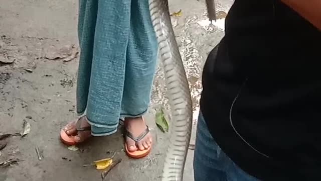 Guys Work Together to Rescue Rat Snake Stuck in Net