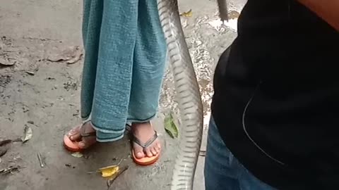 Guys Work Together to Rescue Rat Snake Stuck in Net