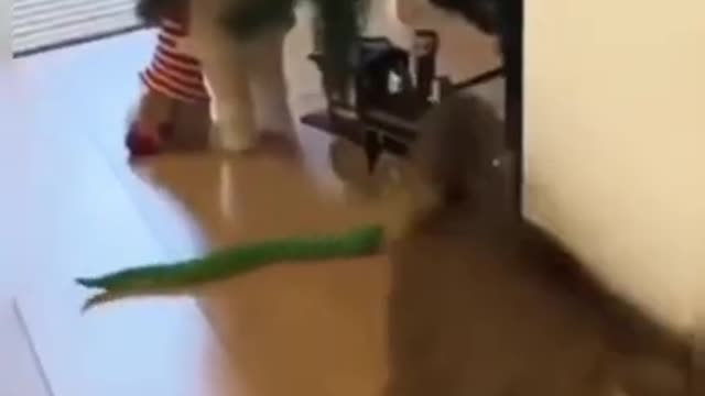 Cat getting tricked by fake snake!