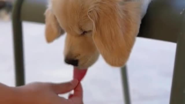 Why is Golden Retriever sleeping so lovely