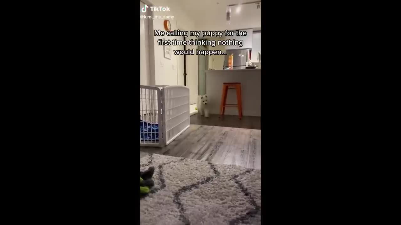 Funny animals #3