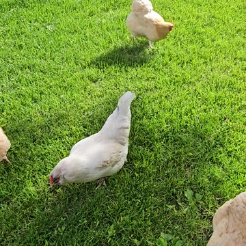OMC! Chickens love a stroll in the green grass! #chickens #stroll #green #grass #shorts #hens #omc!