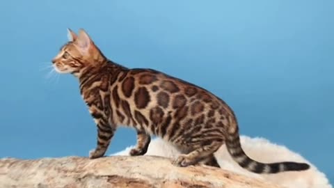 5 Expensive Cats in the World