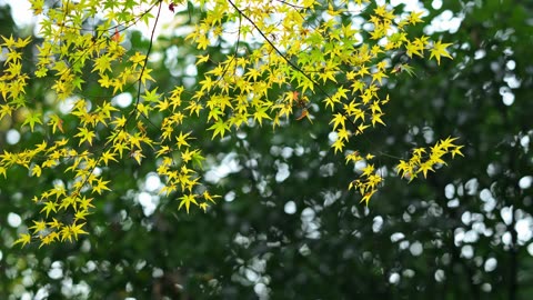Yellow Leaves branch maple video