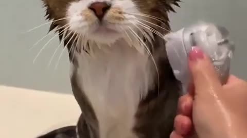 Cat chat playing 🐱