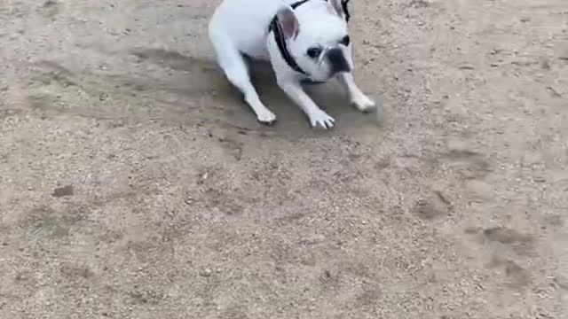 Dog Gets Pulled by Leash as They Restrict Themself From Moving Forward