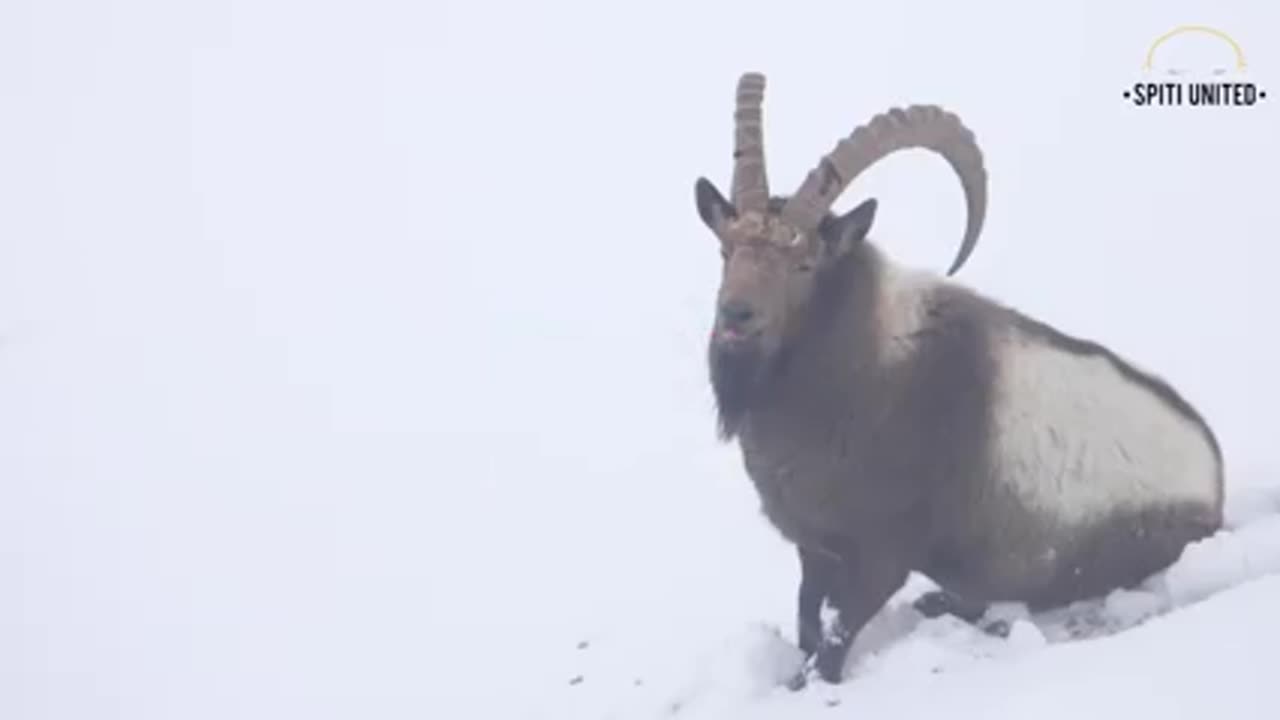 Attacking the snow leopard Markhor living in the snow-covered mountains