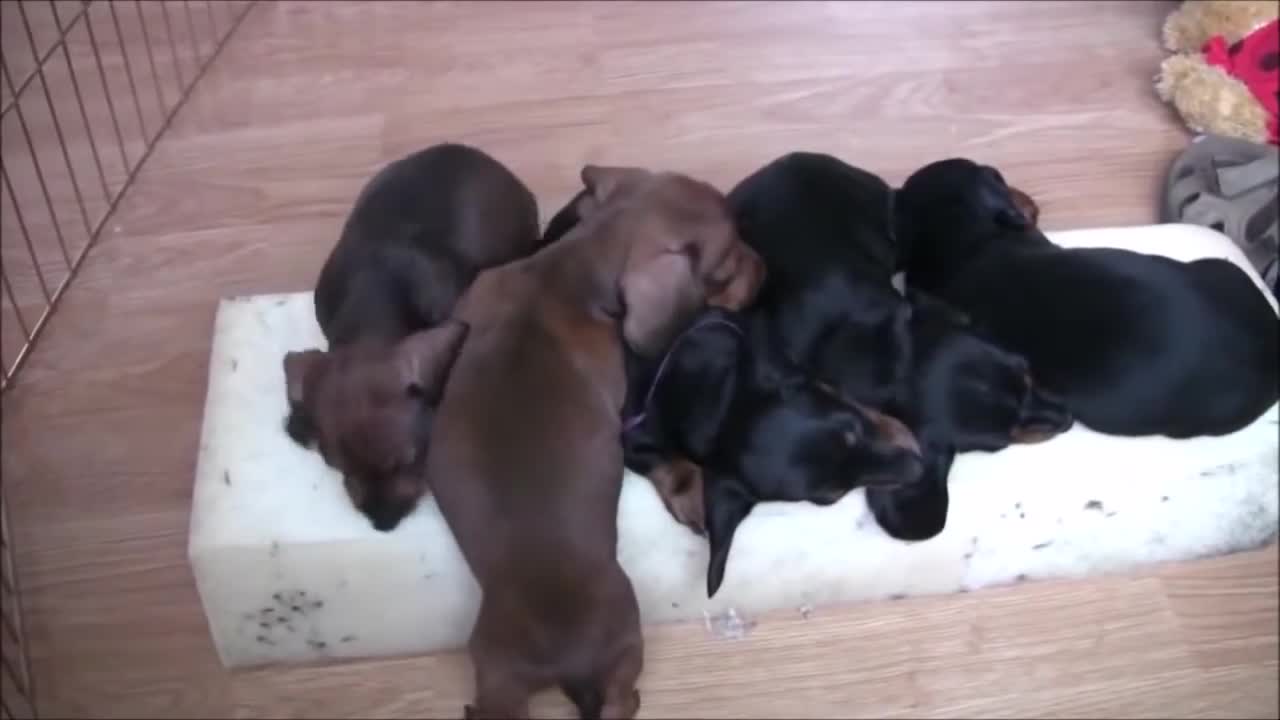 ♥♥♥Top 10 cutest puppies♥♥♥