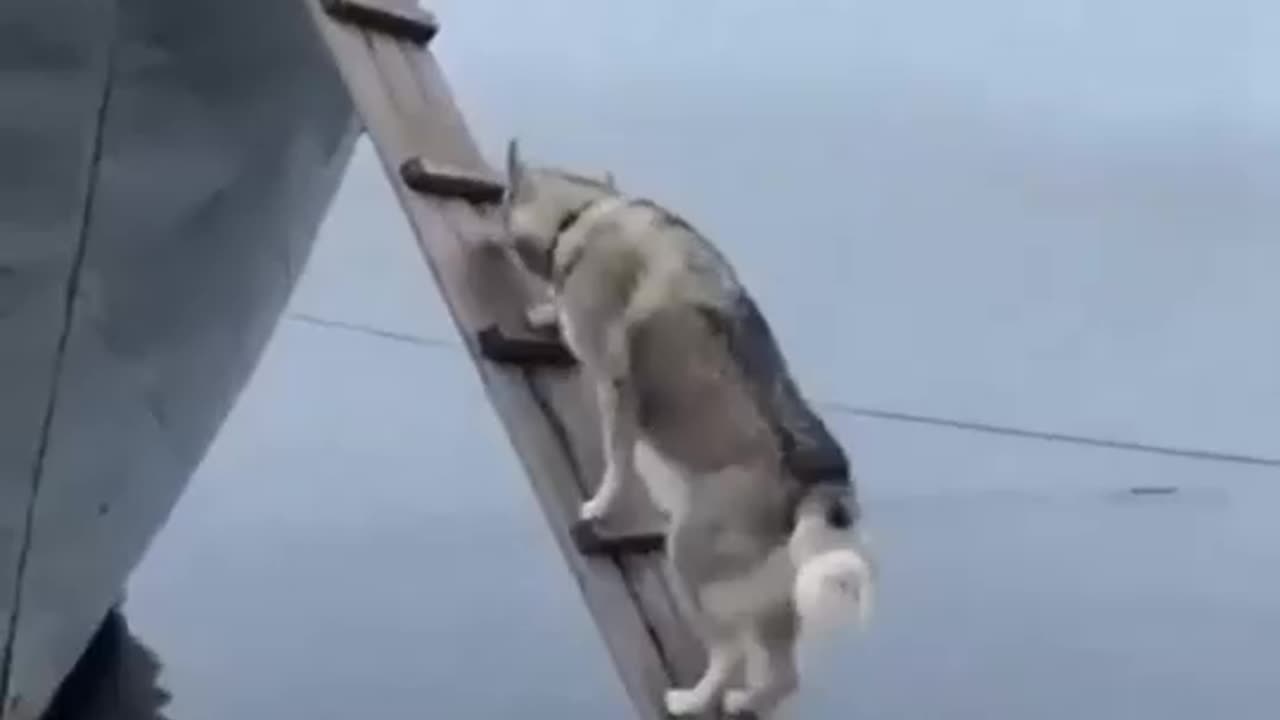 Smart Doggie